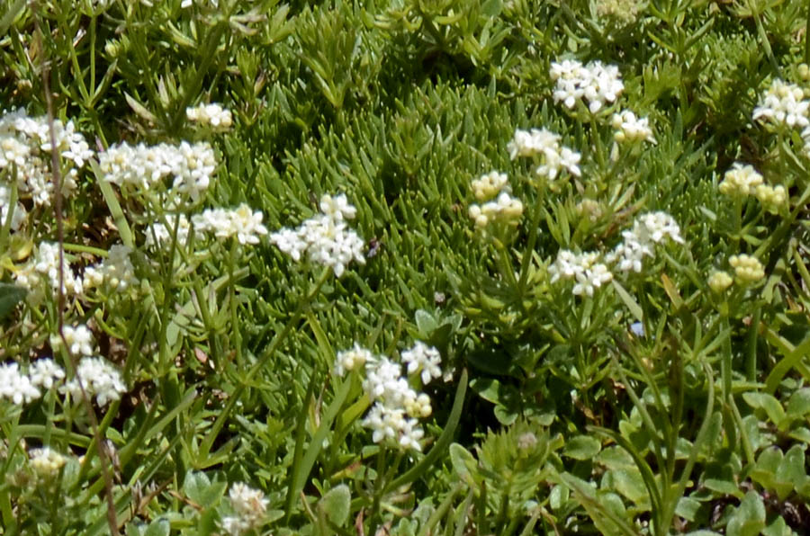 Galium anisophyllon / Caglio alpino